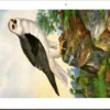 Zwartvleugel Wouw – Nº 120 – (KBIN / IRSNB)