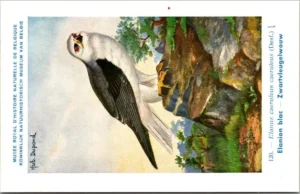 Zwartvleugel Wouw – Nº 120 – (KBIN / IRSNB)