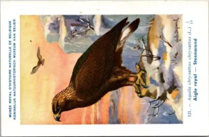 Steenarend – Nº 121 – (KBIN / IRSNB)
