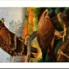 Schreeuwarend – Nº 123 – (KBIN / IRSNB)