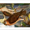 Bonelli's arend – Nº 124 – (KBIN / IRSNB)