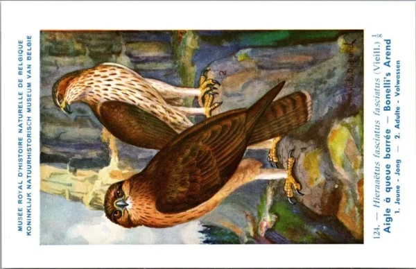 Bonelli's arend – Nº 124 – (KBIN / IRSNB)