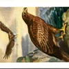 Zeearend / White-tailed Eagle – Nº 125 – (KBIN / IRSNB)