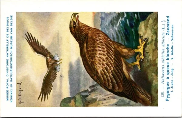 Zeearend / White-tailed Eagle – Nº 125 – (KBIN / IRSNB)