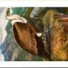 Vale Gier / Griffon Vulture – Nº 127 – (KBIN / IRSNB)