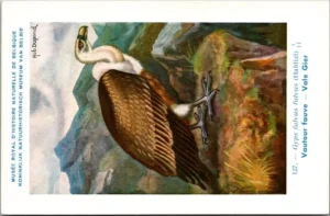 Vale Gier / Griffon Vulture – Nº 127 – (KBIN / IRSNB)