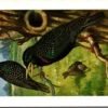 Spreeuw / European Starling – Nº 128 – (KBIN / IRSNB)
