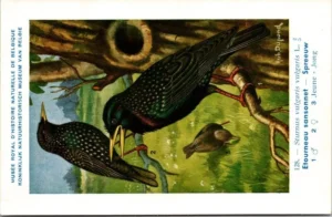 Spreeuw / European Starling – Nº 128 – (KBIN / IRSNB)