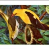 Wielewaal / Eurasian Golden Oriole – Nº 130 – (KBIN / IRSNB)
