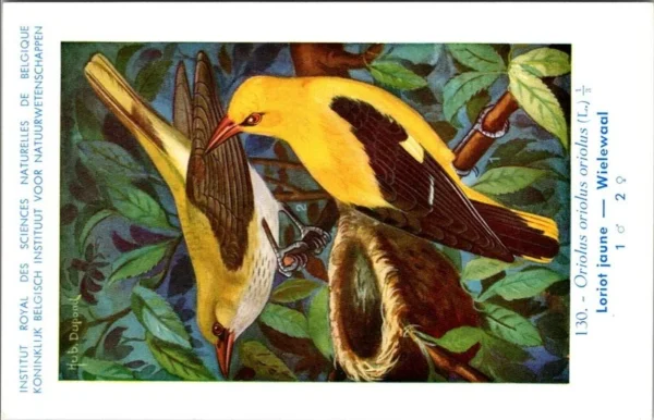 Wielewaal / Eurasian Golden Oriole – Nº 130 – (KBIN / IRSNB)