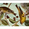 Elssijs / Eurasian siskin – Nº 132 – (KBIN / IRSNB)