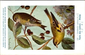 Elssijs / Eurasian siskin – Nº 132 – (KBIN / IRSNB)