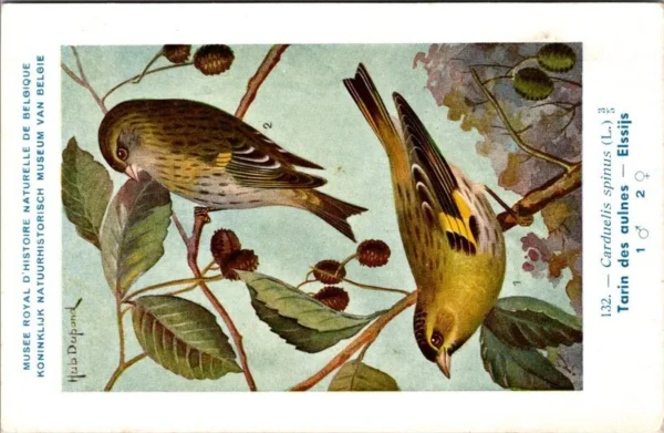 Elssijs / Eurasian siskin – Nº 132 – (KBIN / IRSNB)