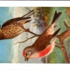 Kneuter / Common Linnet – Nº 133 – (KBIN / IRSNB)