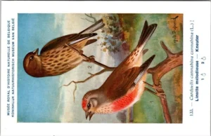 Kneuter / Common Linnet – Nº 133 – (KBIN / IRSNB)
