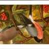 Goudvink / Eurasian Bullfinch – Nº 137 – (KBIN / IRSNB)