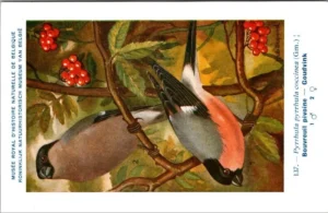 Goudvink / Eurasian Bullfinch – Nº 137 – (KBIN / IRSNB)