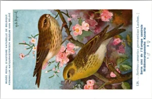 Citroensijs / Citril Finch – Nº 143 – (KBIN / IRSNB)