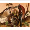 Botvink / Chaffinch – Nº 139 – (KBIN / IRSNB)