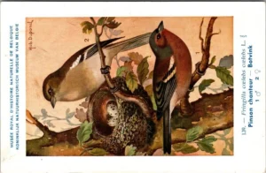 Botvink / Chaffinch – Nº 139 – (KBIN / IRSNB)