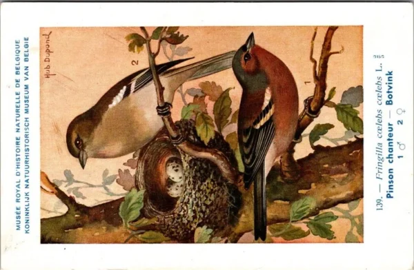 Botvink / Chaffinch – Nº 139 – (KBIN / IRSNB)