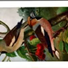 Appelvink / Hawfinch – Nº 141 – (KBIN / IRSNB)
