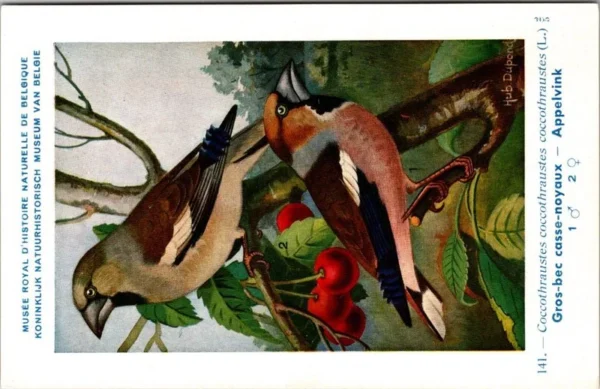 Appelvink / Hawfinch – Nº 141 – (KBIN / IRSNB)