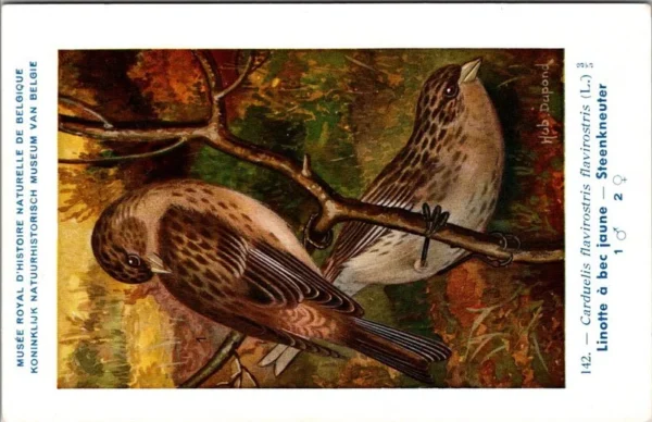 Steenkneuter / Twite – Nº 142 – (KBIN / IRSNB)