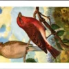 Roodmus / Rosefinch – Nº 144 – (KBIN / IRSNB)