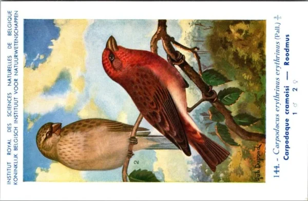 Roodmus / Rosefinch – Nº 144 – (KBIN / IRSNB)