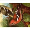 Witbandkruisbek / Two-barred Crossbill – Nº 147 – (KBIN / IRSNB)
