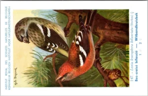 Witbandkruisbek / Two-barred Crossbill – Nº 147 – (KBIN / IRSNB)