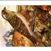 Rotsmus / Rock Sparrow – Nº 148 – (KBIN / IRSNB)