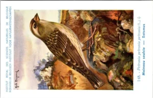 Rotsmus / Rock Sparrow – Nº 148 – (KBIN / IRSNB)