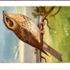 Grauwe Gors / Corn Bunting – Nº 151 – (KBIN / IRSNB)