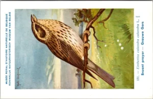 Grauwe Gors / Corn Bunting – Nº 151 – (KBIN / IRSNB)
