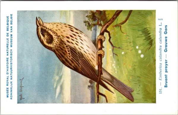 Grauwe Gors / Corn Bunting – Nº 151 – (KBIN / IRSNB)