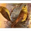 Geel Gors / Yellowhammer – Nº 152 – (KBIN / IRSNB)