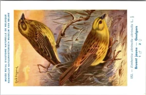 Geel Gors / Yellowhammer – Nº 152 – (KBIN / IRSNB)