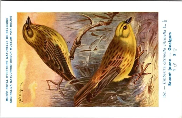 Geel Gors / Yellowhammer – Nº 152 – (KBIN / IRSNB)