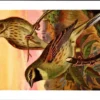 Haaggors / Ortolan Bunting – Nº 154 – (KBIN / IRSNB)