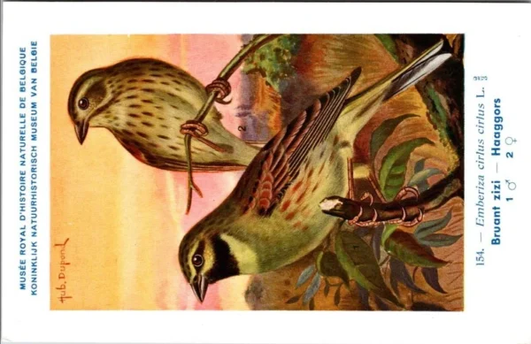 Haaggors / Ortolan Bunting – Nº 154 – (KBIN / IRSNB)