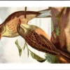 Ortolaangors / Ortolan Bunting – Nº 156 – (KBIN / IRSNB)