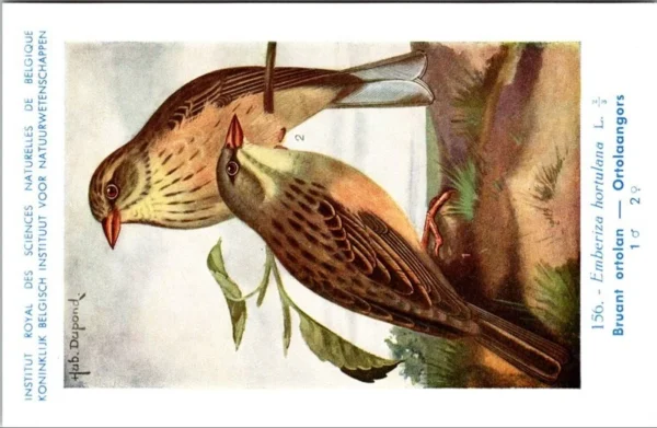 Ortolaangors / Ortolan Bunting – Nº 156 – (KBIN / IRSNB)