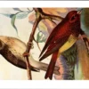 Rosse Gors / Cretzschmar's Bunting – Nº 157 – (KBIN / IRSNB)