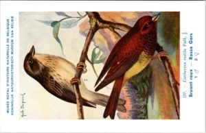 Rosse Gors / Cretzschmar's Bunting – Nº 157 – (KBIN / IRSNB)