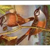 Grijze Gors / Rock Bunting – Nº 158 – (KBIN / IRSNB)