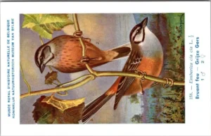Grijze Gors / Rock Bunting – Nº 158 – (KBIN / IRSNB)