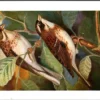 Bosgors / Rustic Bunting – Nº 159 – (KBIN / IRSNB)