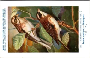 Bosgors / Rustic Bunting – Nº 159 – (KBIN / IRSNB)